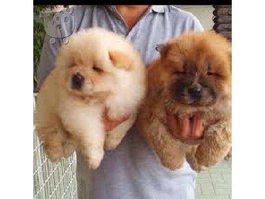 PoulaTo: Chow Chow